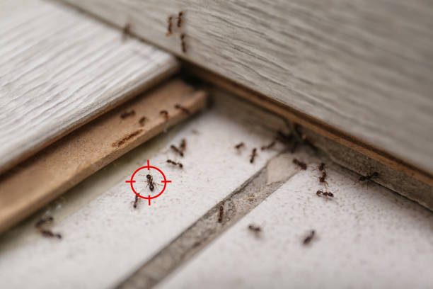 Best Exterminator Services  in Leavenworth, WA