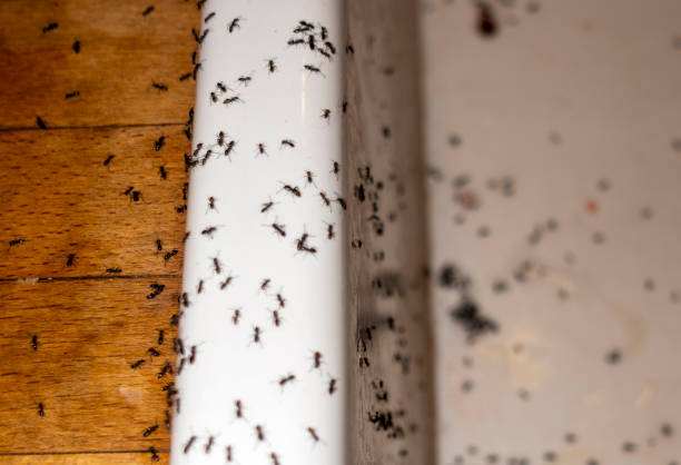 Best Wildlife Control Services  in Leavenworth, WA