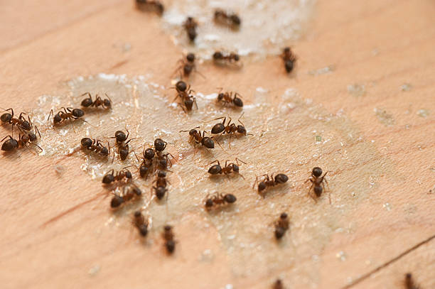 Best Commercial Pest Control Services  in Leavenworth, WA