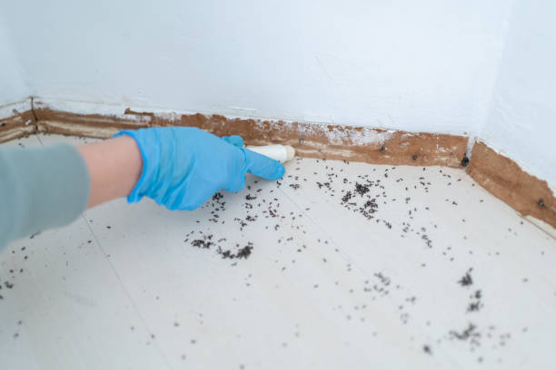 Best Rat Extermination Near Me  in Leavenworth, WA